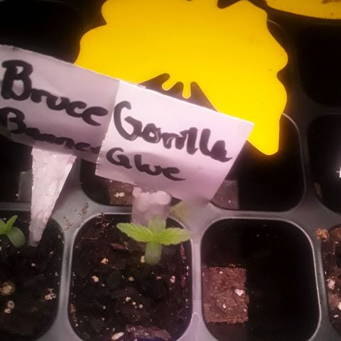 Gorilla Glue Auto  growlog photo: Fastest and strongest 