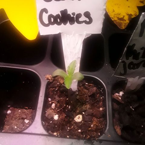 Girl Scout Cookies  growlog photo: Keeping a steady growth rate not letting glue outdue her