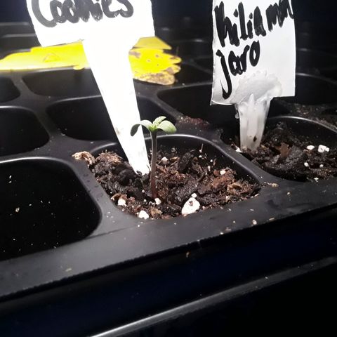 Girl Scout Cookies  growlog photo: Keeping a steady growth rate not letting glue outdue her