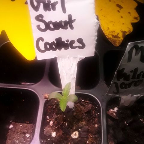 Girl Scout Cookies  growlog photo: Keeping a steady growth rate not letting glue outdue her