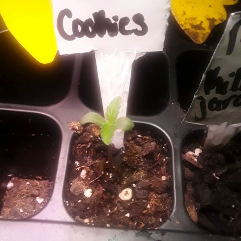Girl Scout Cookies  growlog photo: Keeping a steady growth rate not letting glue outdue her