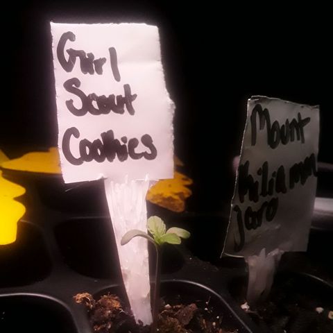 Girl Scout Cookies  growlog photo: Keeping a steady growth rate not letting glue outdue her