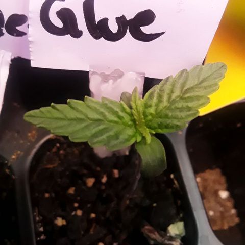 Gorilla Glue Auto  growlog timeline photo