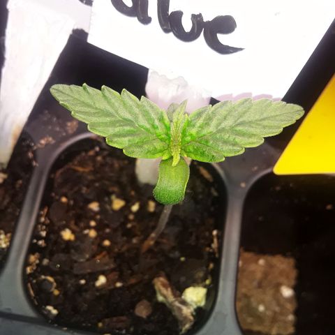 Gorilla Glue Auto  growlog timeline photo