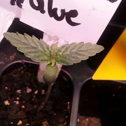 Gorilla Glue Auto  growlog timeline photo