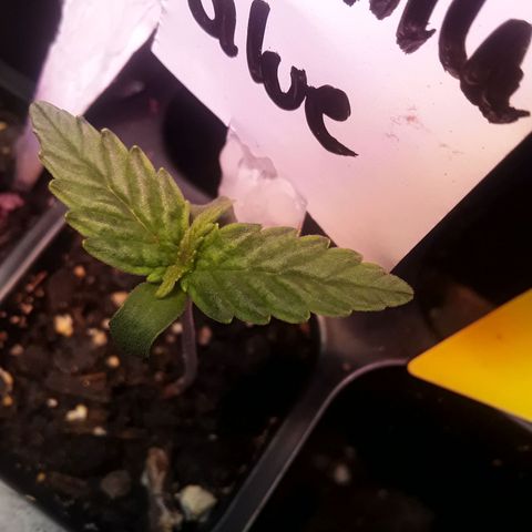 Gorilla Glue Auto  growlog timeline photo
