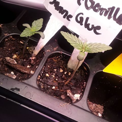 Gorilla Glue Auto  growlog timeline photo