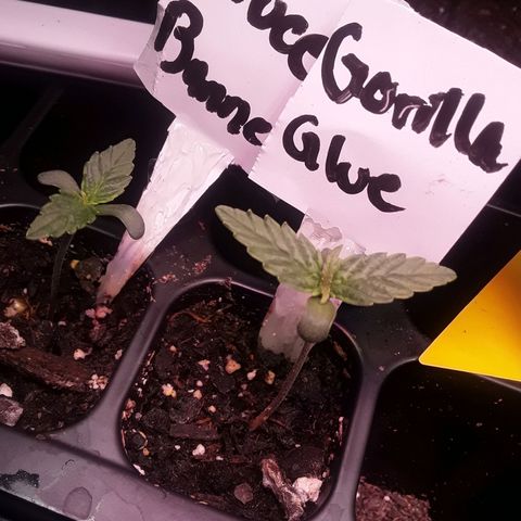 Gorilla Glue Auto  growlog timeline photo
