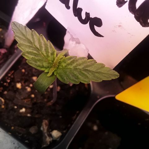 Gorilla Glue Auto  growlog timeline photo