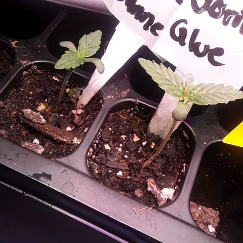 Gorilla Glue Auto  growlog timeline photo