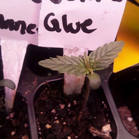 Gorilla Glue Auto  growlog timeline photo
