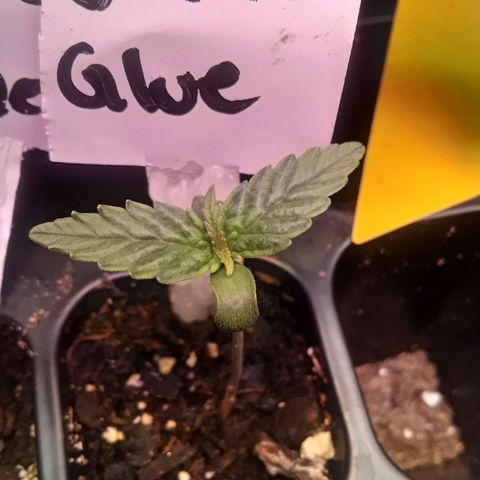 Gorilla Glue Auto  growlog timeline photo
