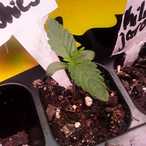 Girl Scout Cookies  growlog timeline photo