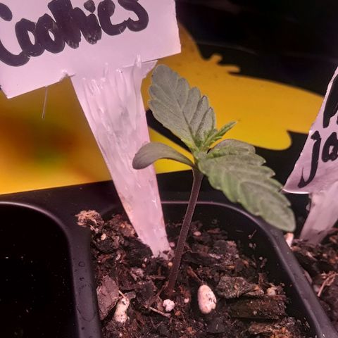 Girl Scout Cookies  growlog timeline photo
