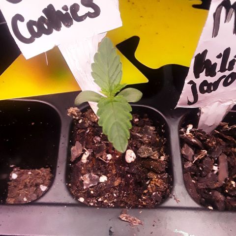 Girl Scout Cookies  growlog timeline photo