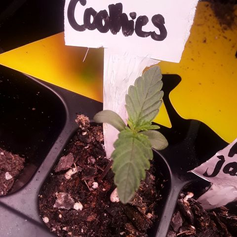 Girl Scout Cookies  growlog timeline photo