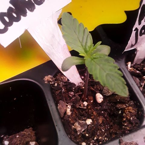 Girl Scout Cookies  growlog timeline photo