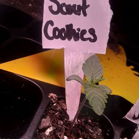 Girl Scout Cookies  growlog timeline photo