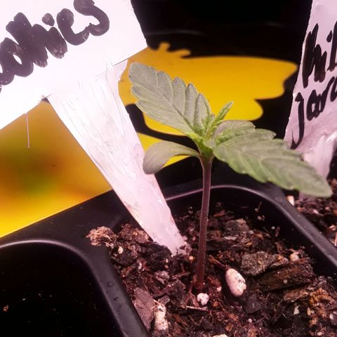 Girl Scout Cookies  growlog timeline photo
