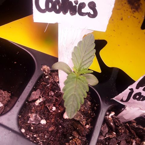 Girl Scout Cookies  growlog timeline photo