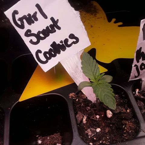 Girl Scout Cookies  growlog timeline photo