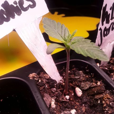 Girl Scout Cookies  growlog timeline photo