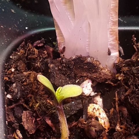 Bubba Haze  growlog timeline photo