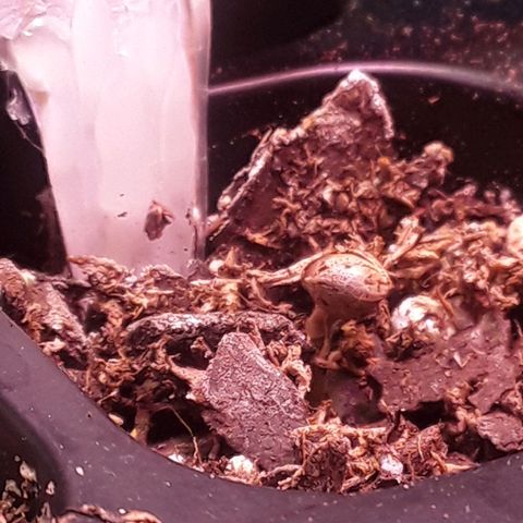 Kilimanjaro  growlog timeline photo