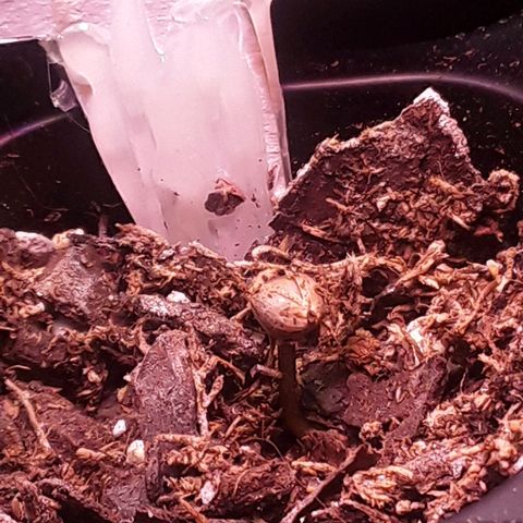 Kilimanjaro  growlog timeline photo
