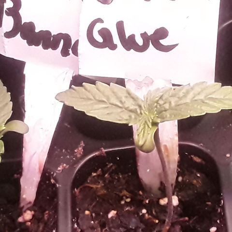 Gorilla Glue Auto  growlog timeline photo