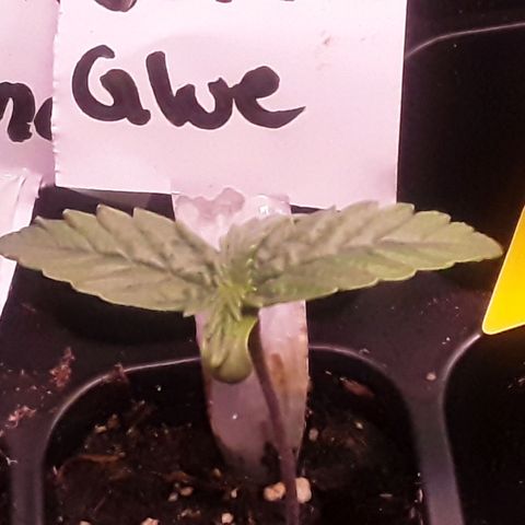 Gorilla Glue Auto  growlog timeline photo