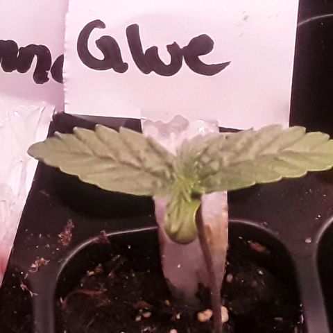 Gorilla Glue Auto  growlog timeline photo