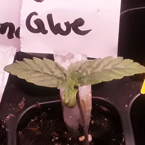 Gorilla Glue Auto  growlog timeline photo