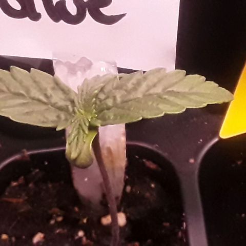 Gorilla Glue Auto  growlog timeline photo