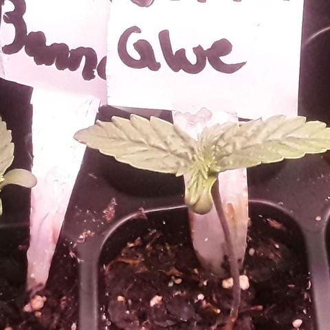 Gorilla Glue Auto  growlog timeline photo