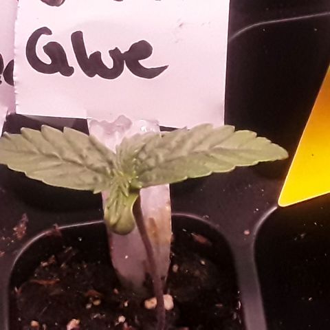 Gorilla Glue Auto  growlog timeline photo