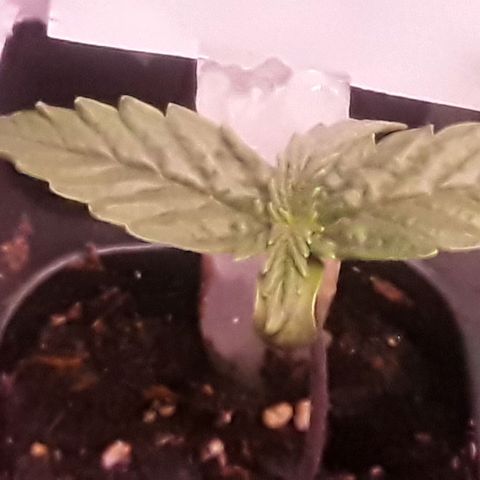 Gorilla Glue Auto  growlog timeline photo