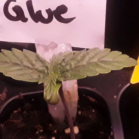 Gorilla Glue Auto  growlog timeline photo