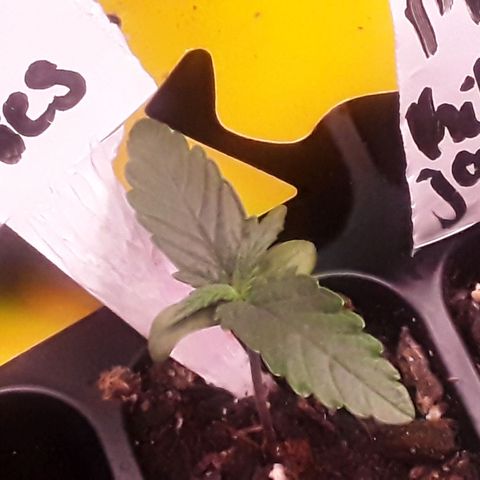 Girl Scout Cookies  growlog timeline photo