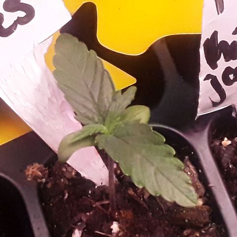 Girl Scout Cookies  growlog timeline photo