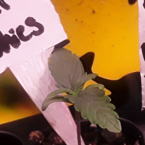 Girl Scout Cookies  growlog timeline photo