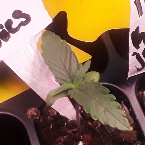 Girl Scout Cookies  growlog timeline photo