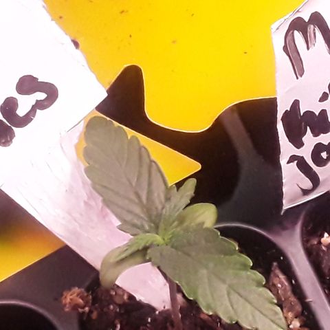 Girl Scout Cookies  growlog timeline photo