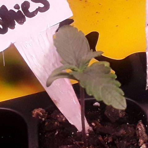 Girl Scout Cookies  growlog timeline photo