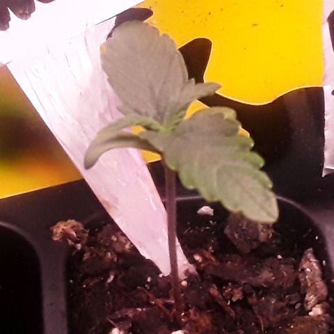 Girl Scout Cookies  growlog timeline photo