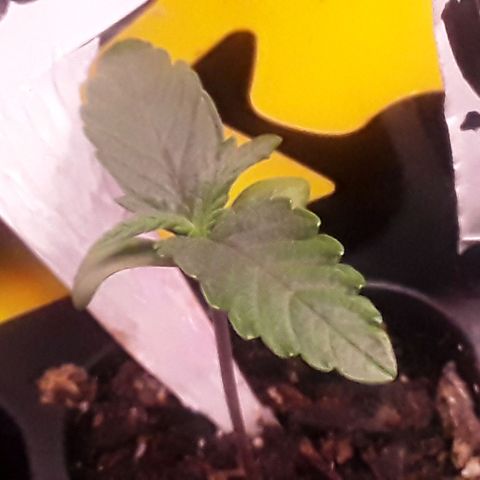 Girl Scout Cookies  growlog timeline photo