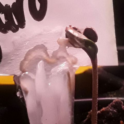Kilimanjaro  growlog timeline photo