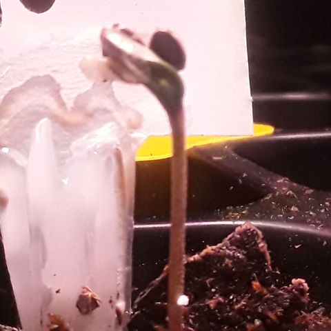 Kilimanjaro  growlog timeline photo