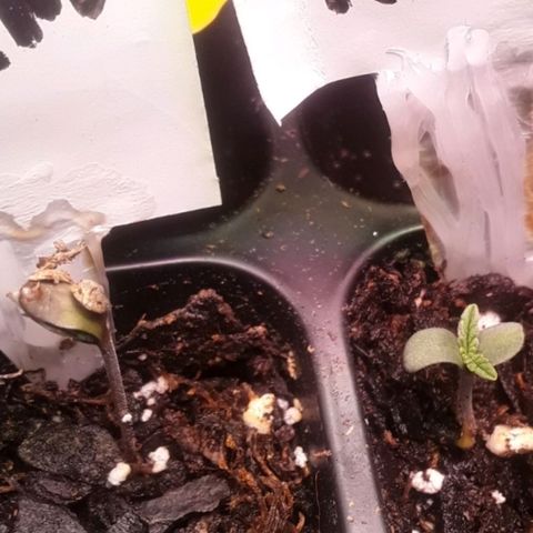 Kilimanjaro  growlog timeline photo