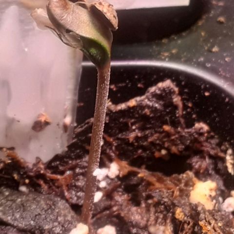 Kilimanjaro  growlog timeline photo